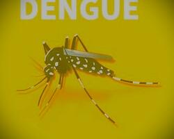 Dengue FOTO: WEB